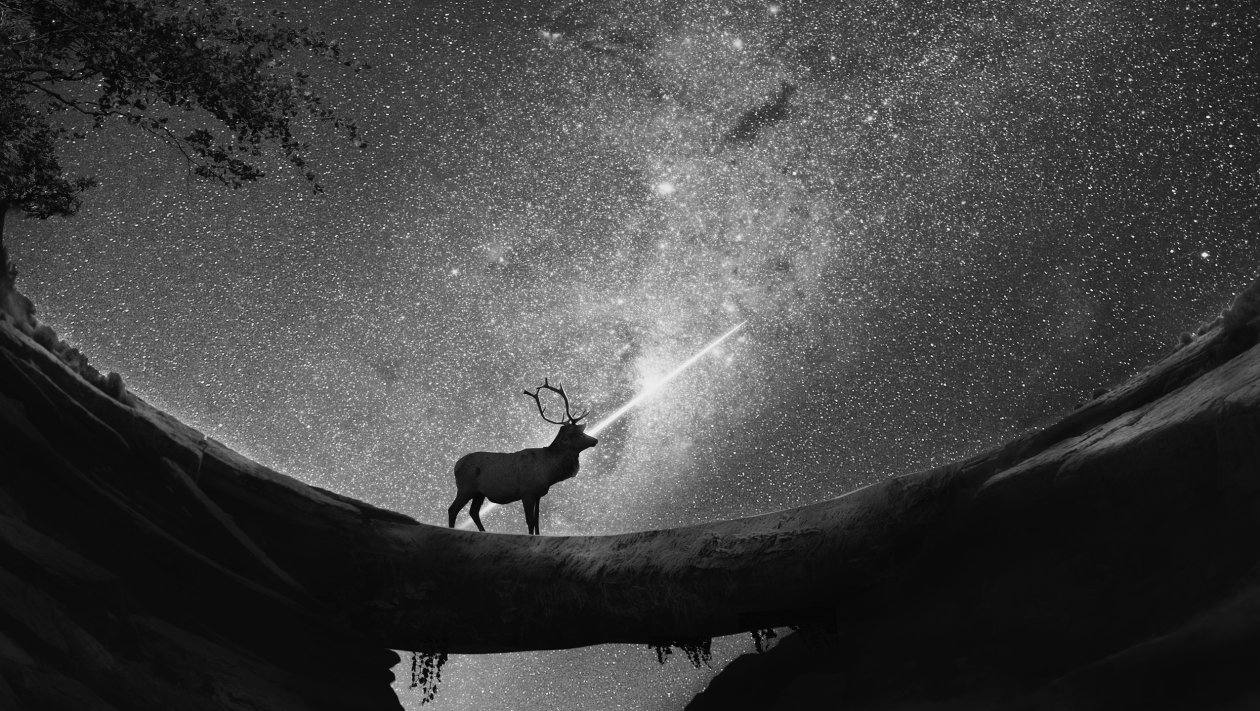 Reindeer Shooting Star