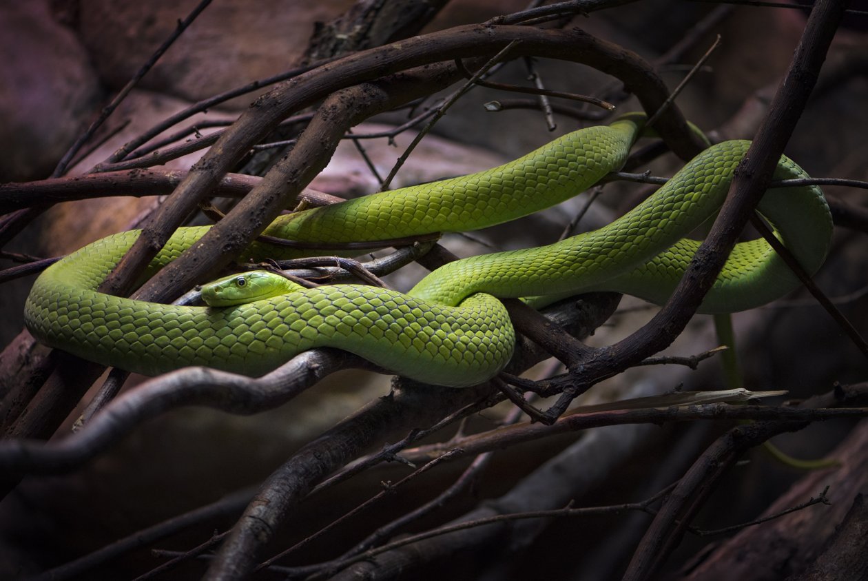 Emerald Tree Boa