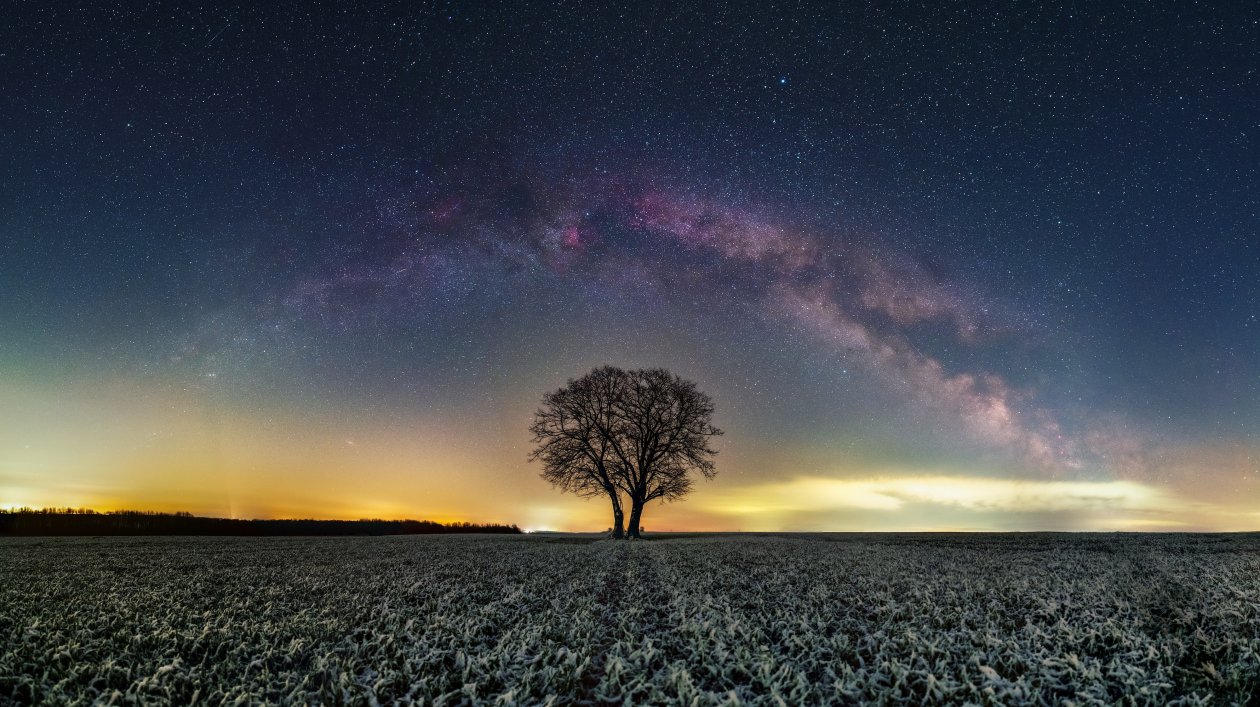 Bare Tree Grass Field 4k