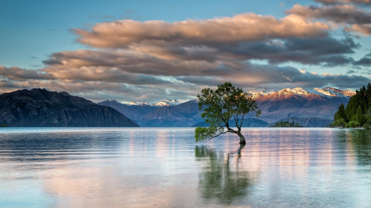 Tree Inside Lake