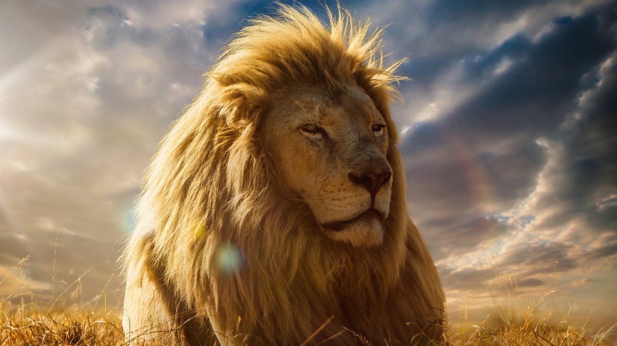 Lion King 4k