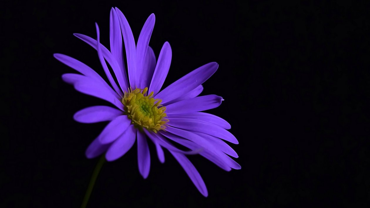 Purple Flower Blossom