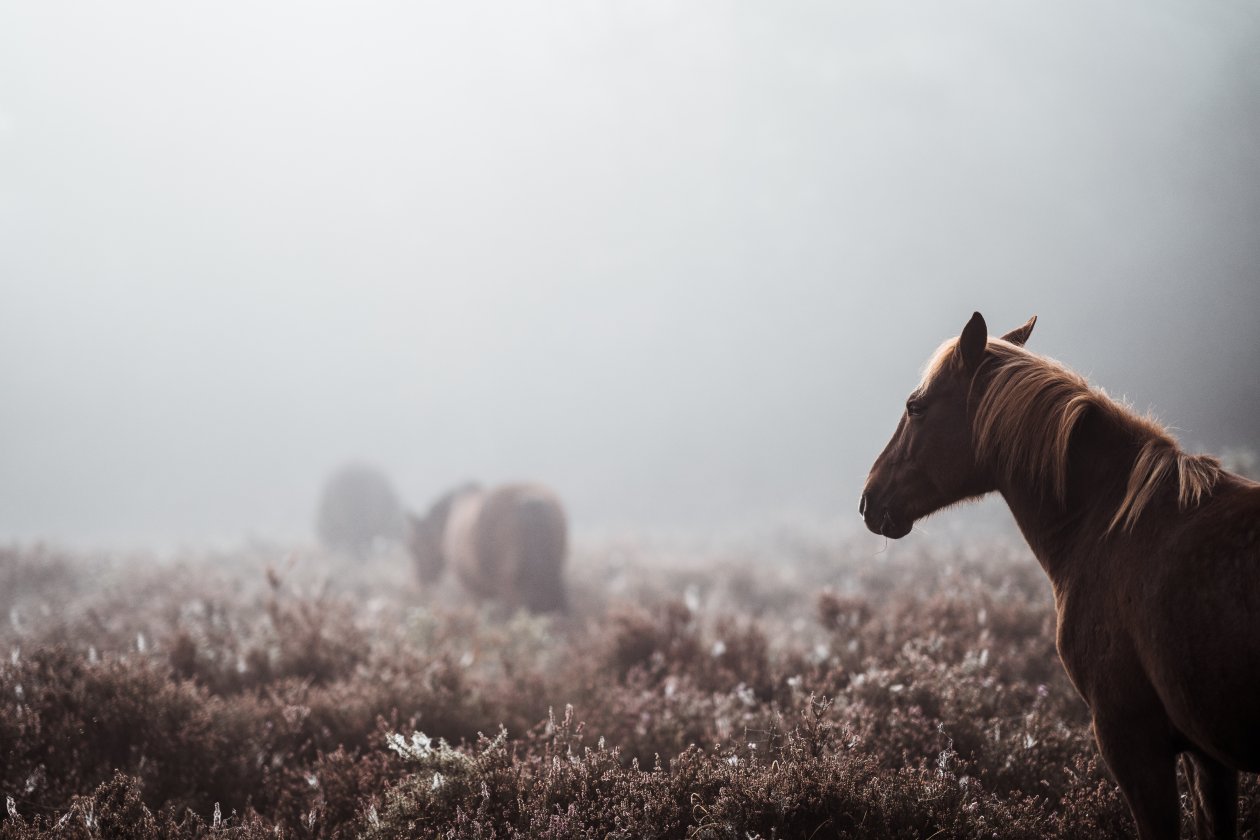 Wild Horse 8k