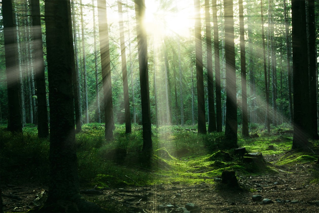 Forest Sunbeam Trees