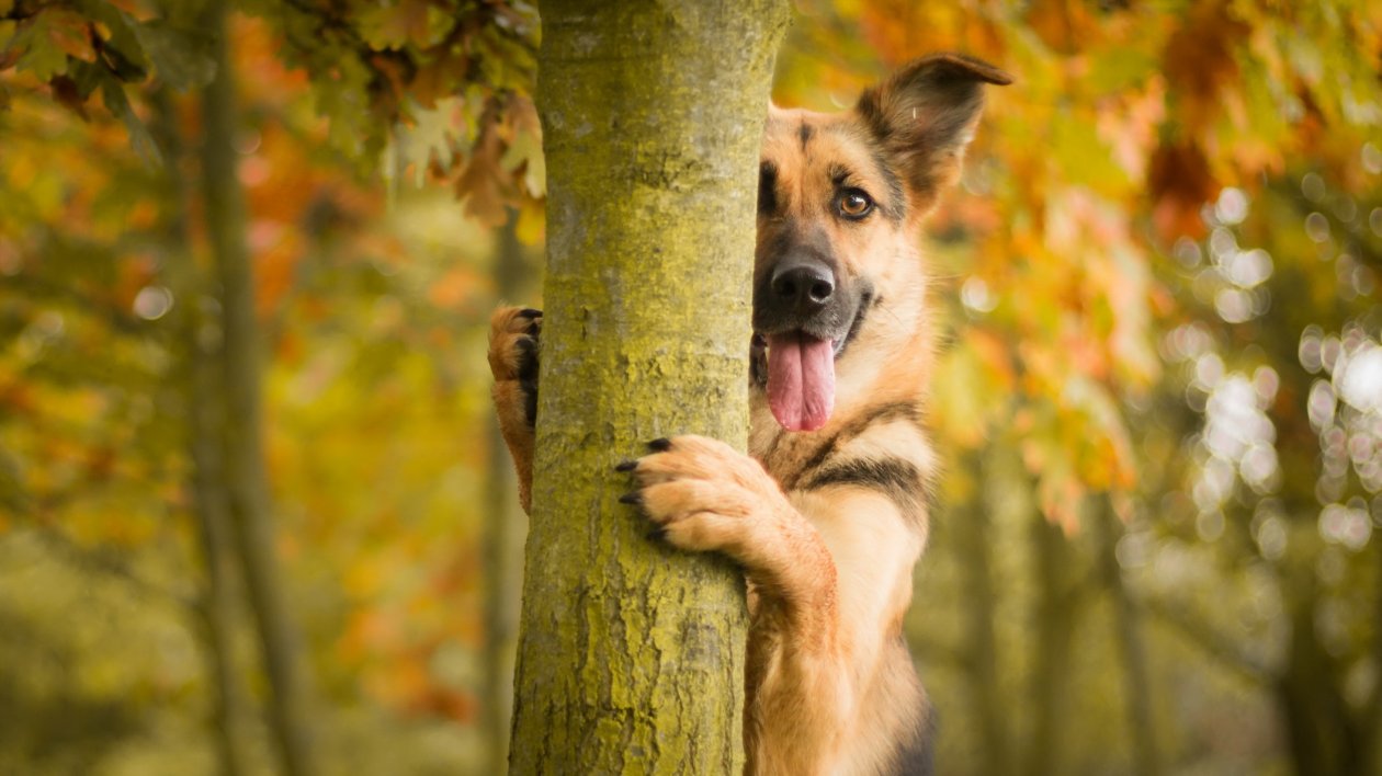 German Shepherd