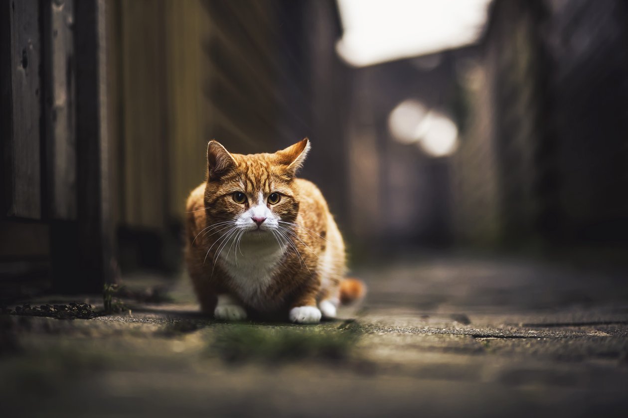 Cat Super HD