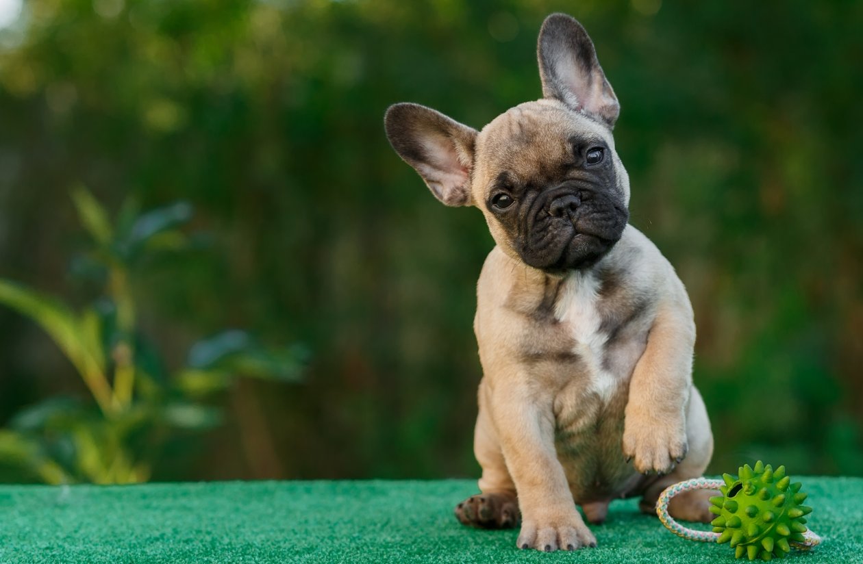 French Bull Dog 4k