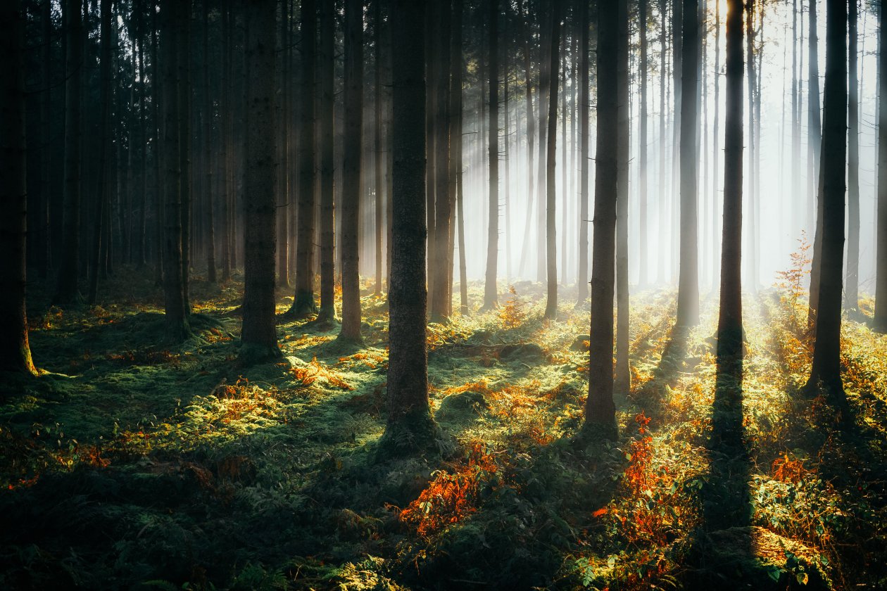 Sunbeams Morning Forest 4k
