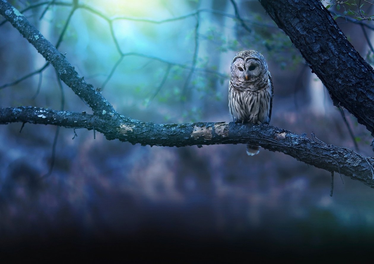 Owl Nature Forest