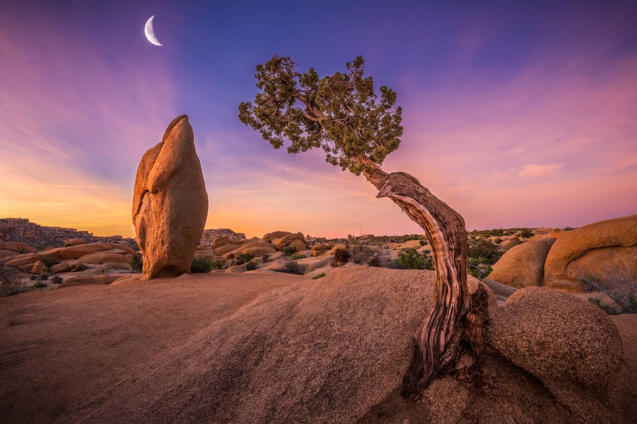 Joshua Tree National Park