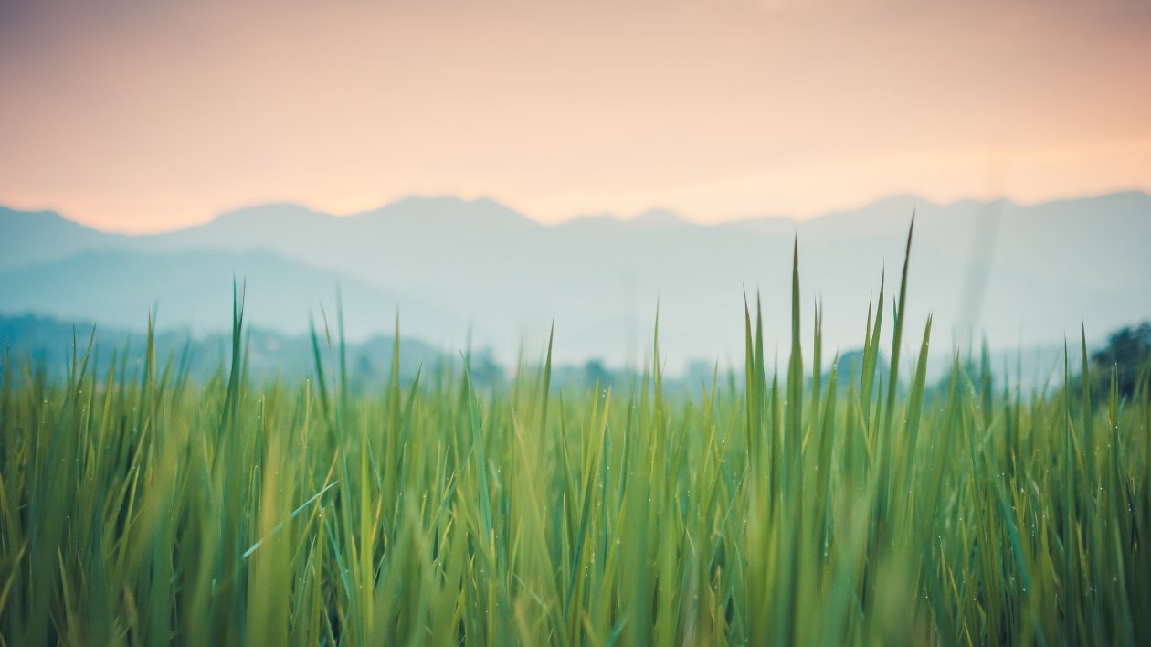 Grass 4k