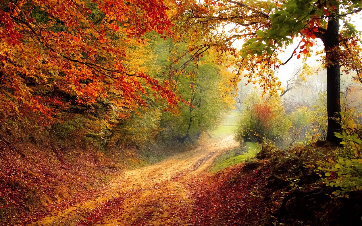 Autumn Road