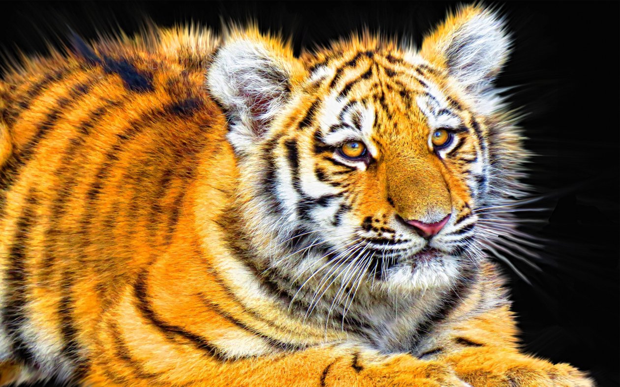 Tiger Cub