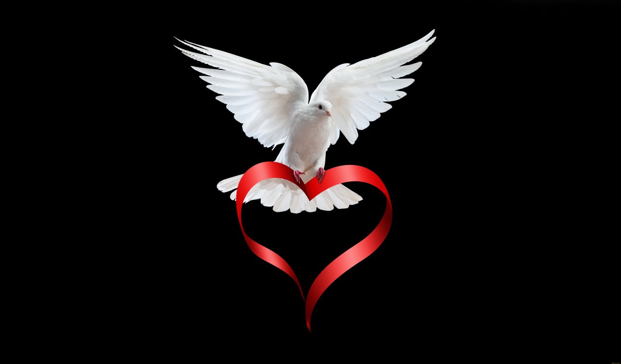 Pigeon Love Story