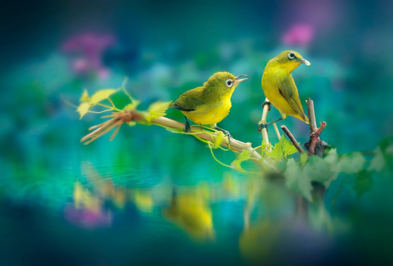 Beautiful Birds