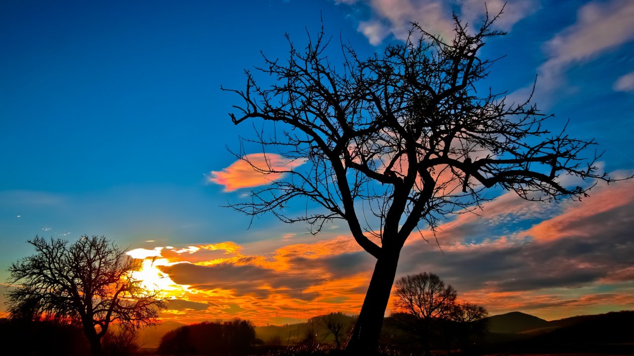 Sunset Trees Sky