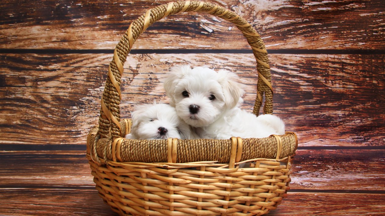Maltese Dog Breed