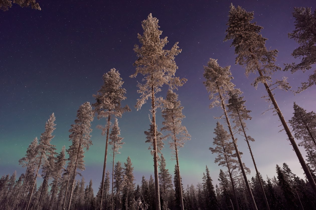 Long Pine Trees Winter Northern Lights