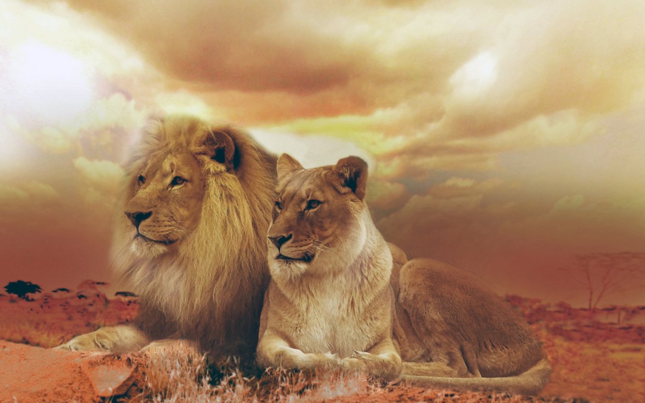 Female Male Lions