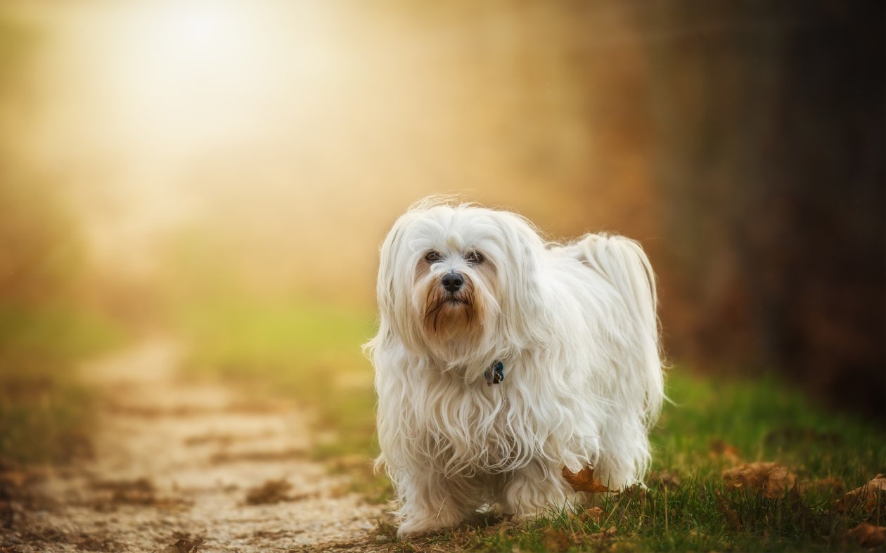 Havanese Dog Breed