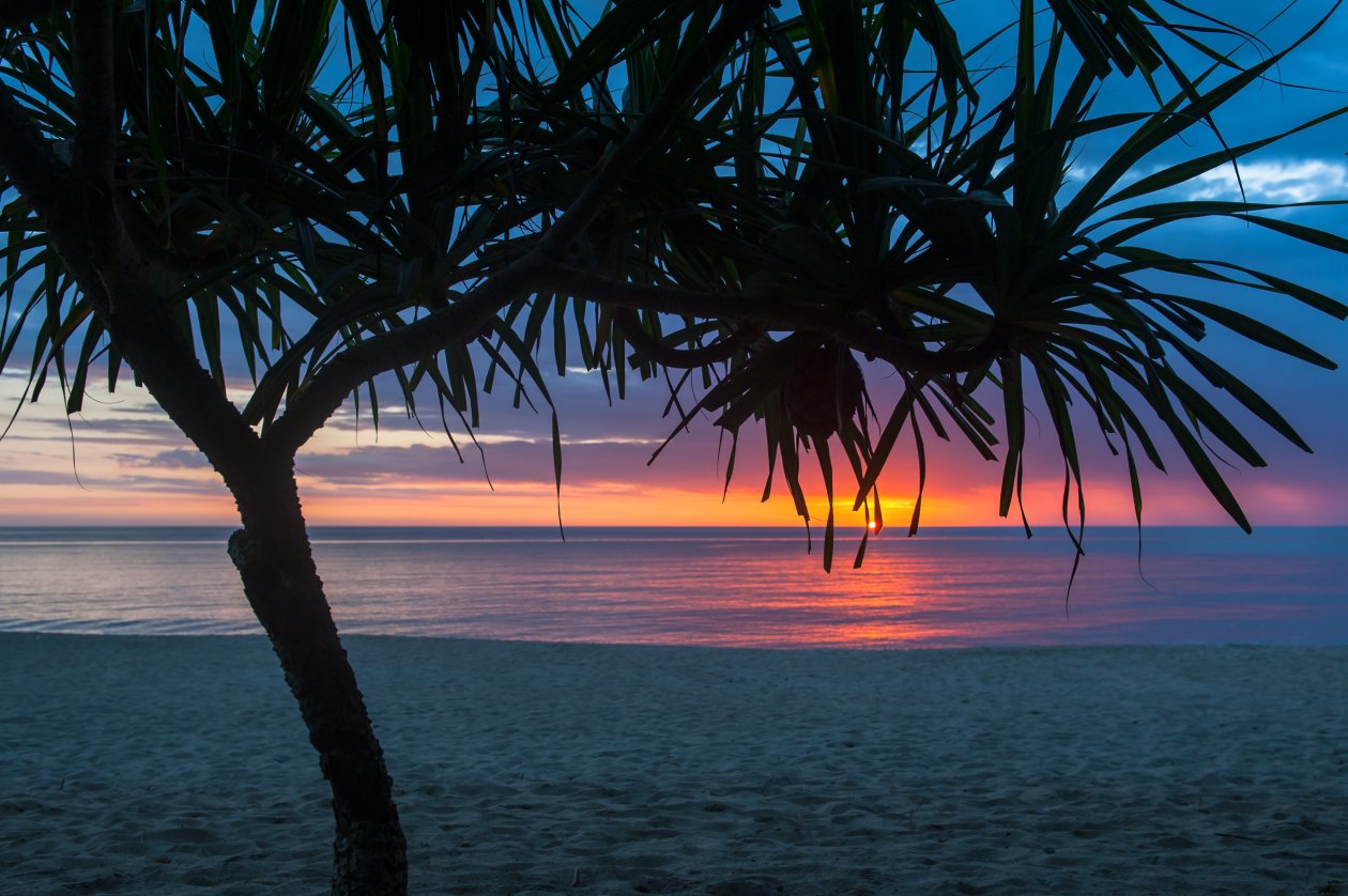 Tree Beach Seashore Summer