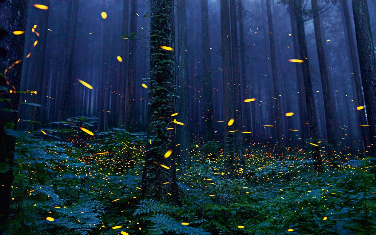 Fireflies Forest 4k