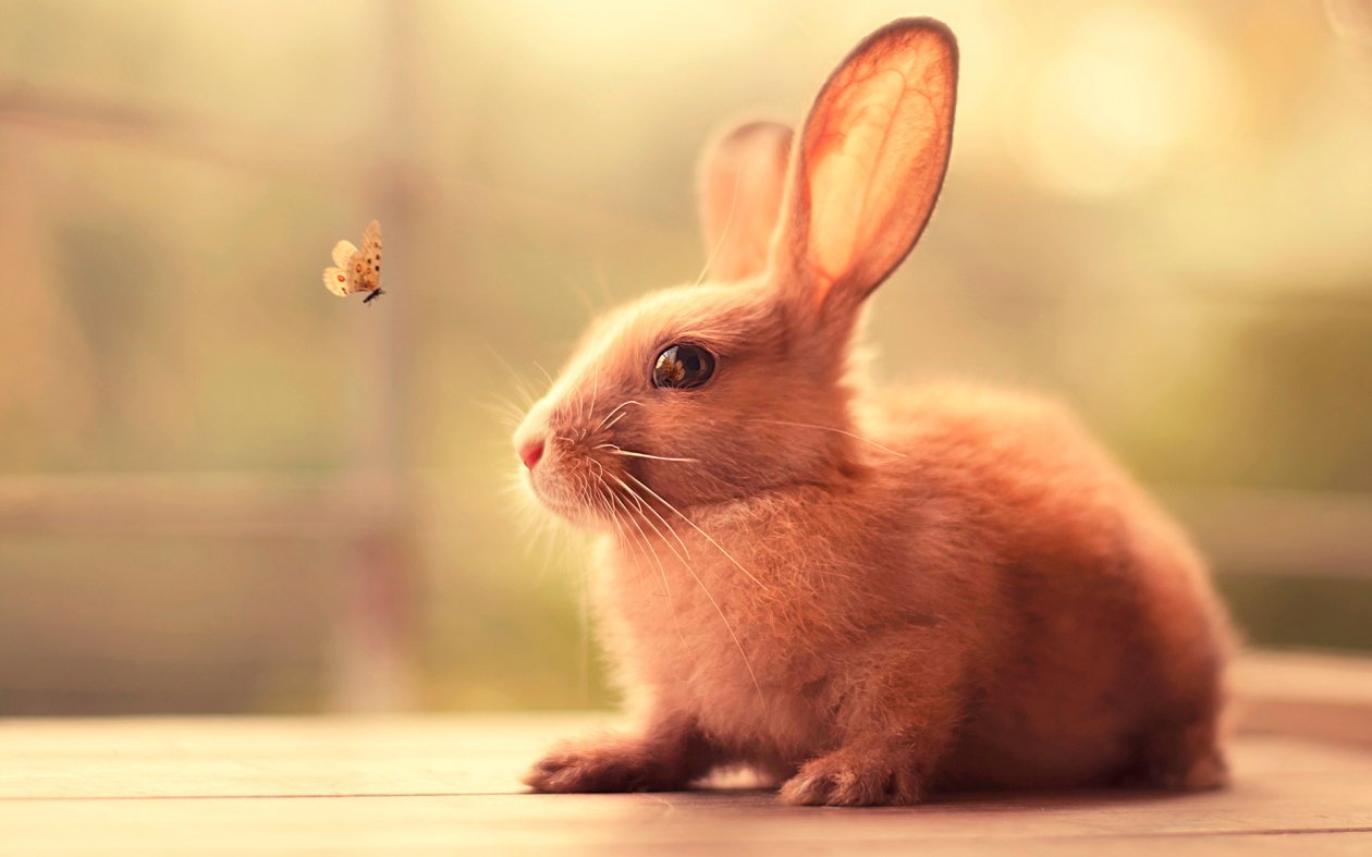 Bunny Cute