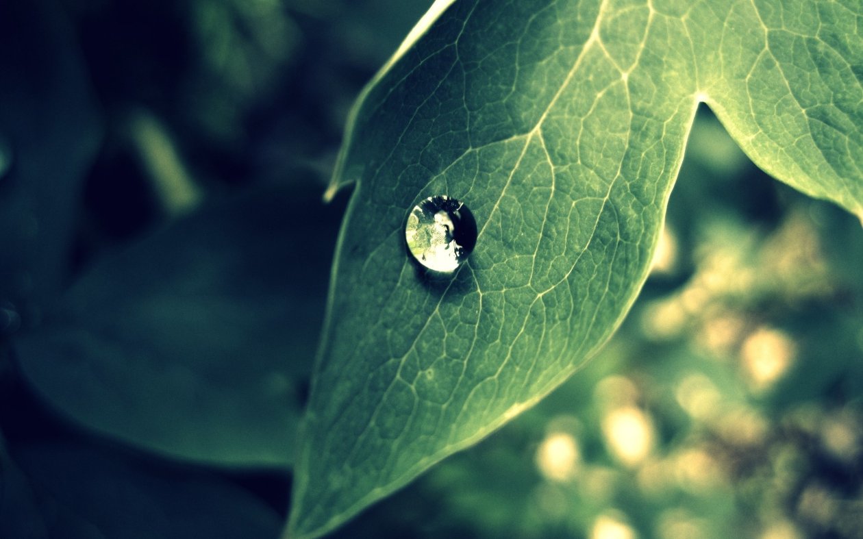 Nature Photography 2