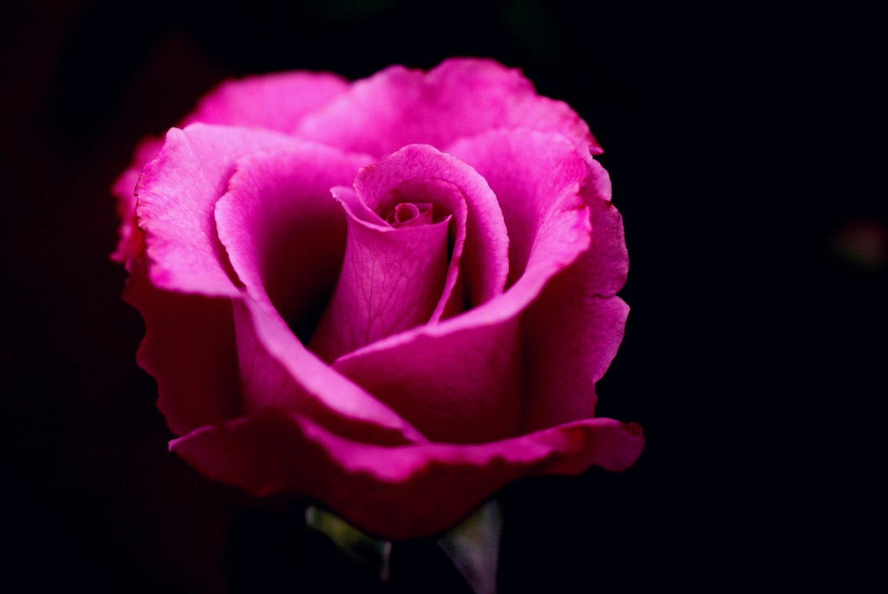 Pink Rose