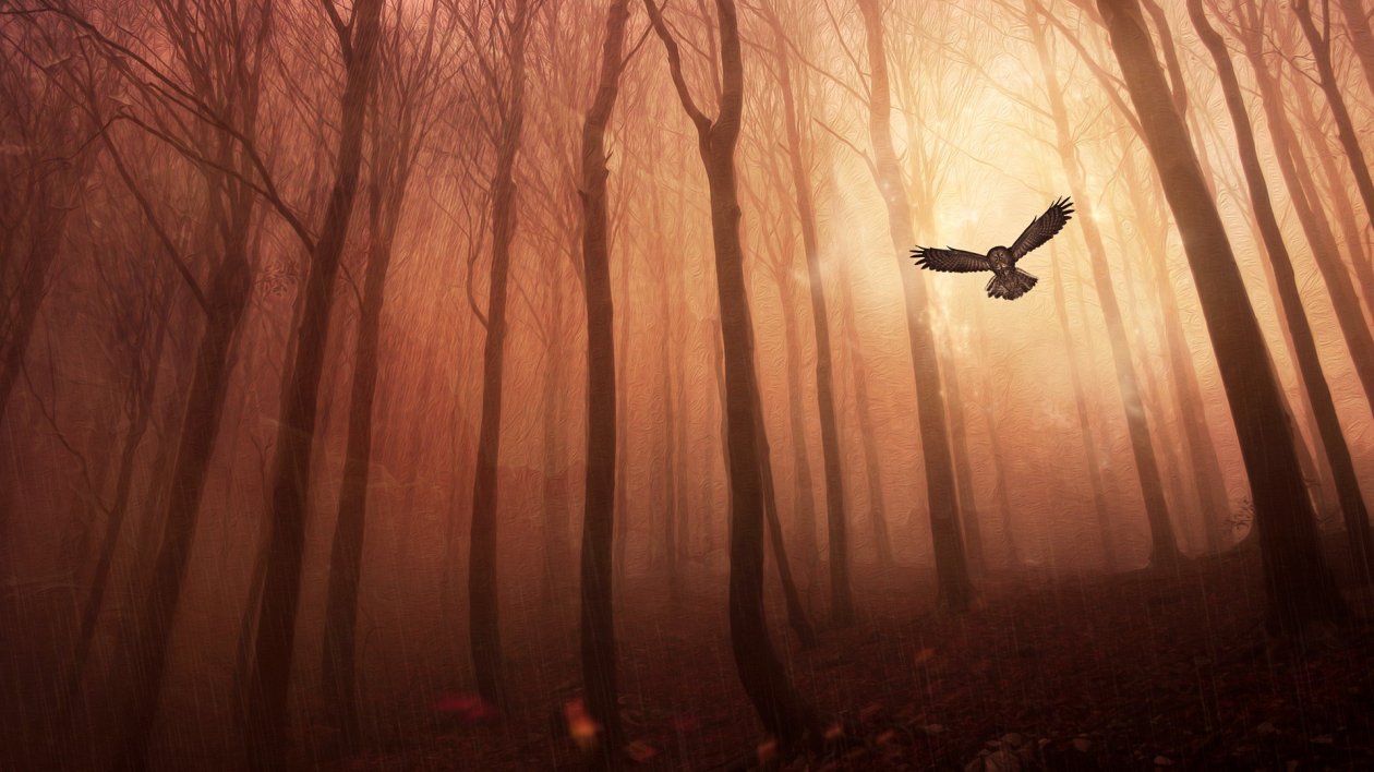 Owl Forest