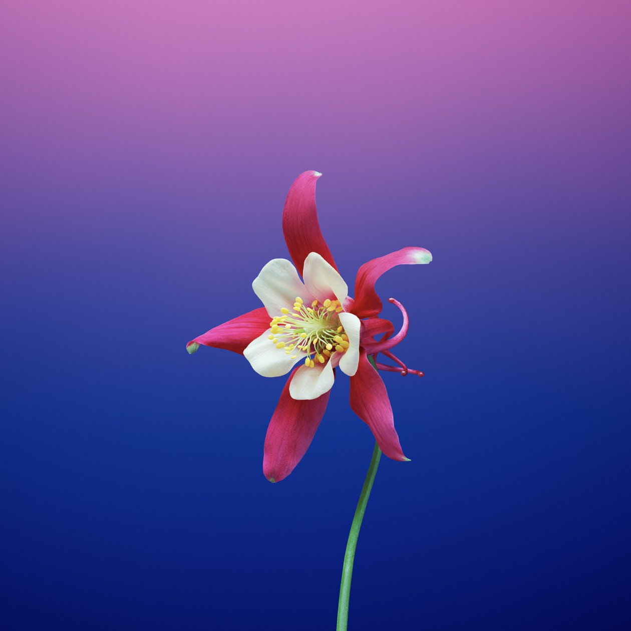 Ios 11 Flower Aquilegia