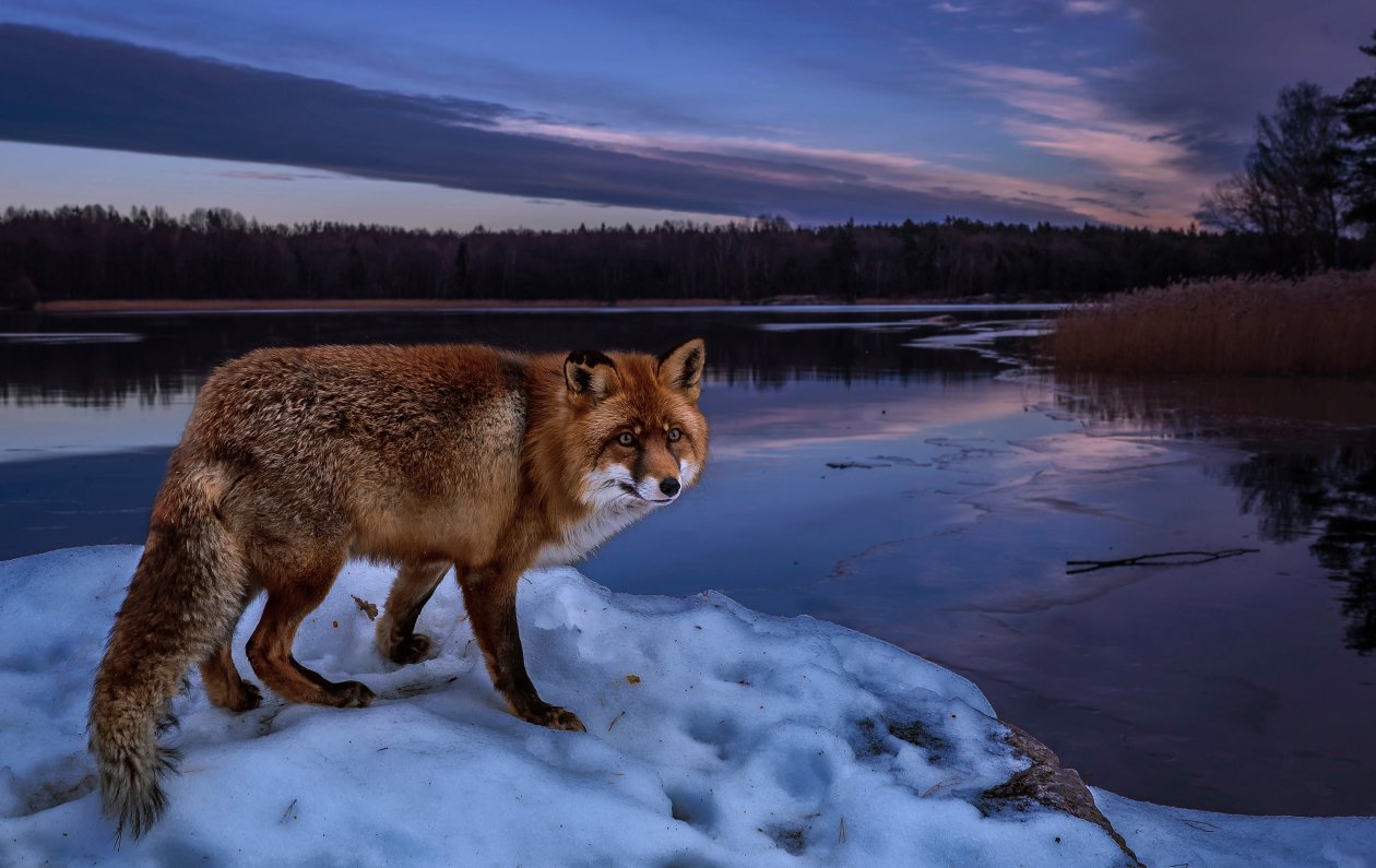 Fox On Lake