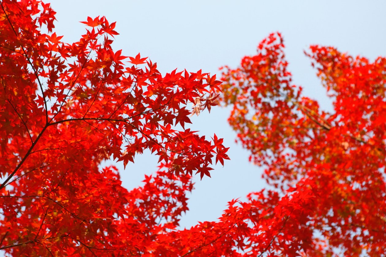 Autumn Red Leaf Orange