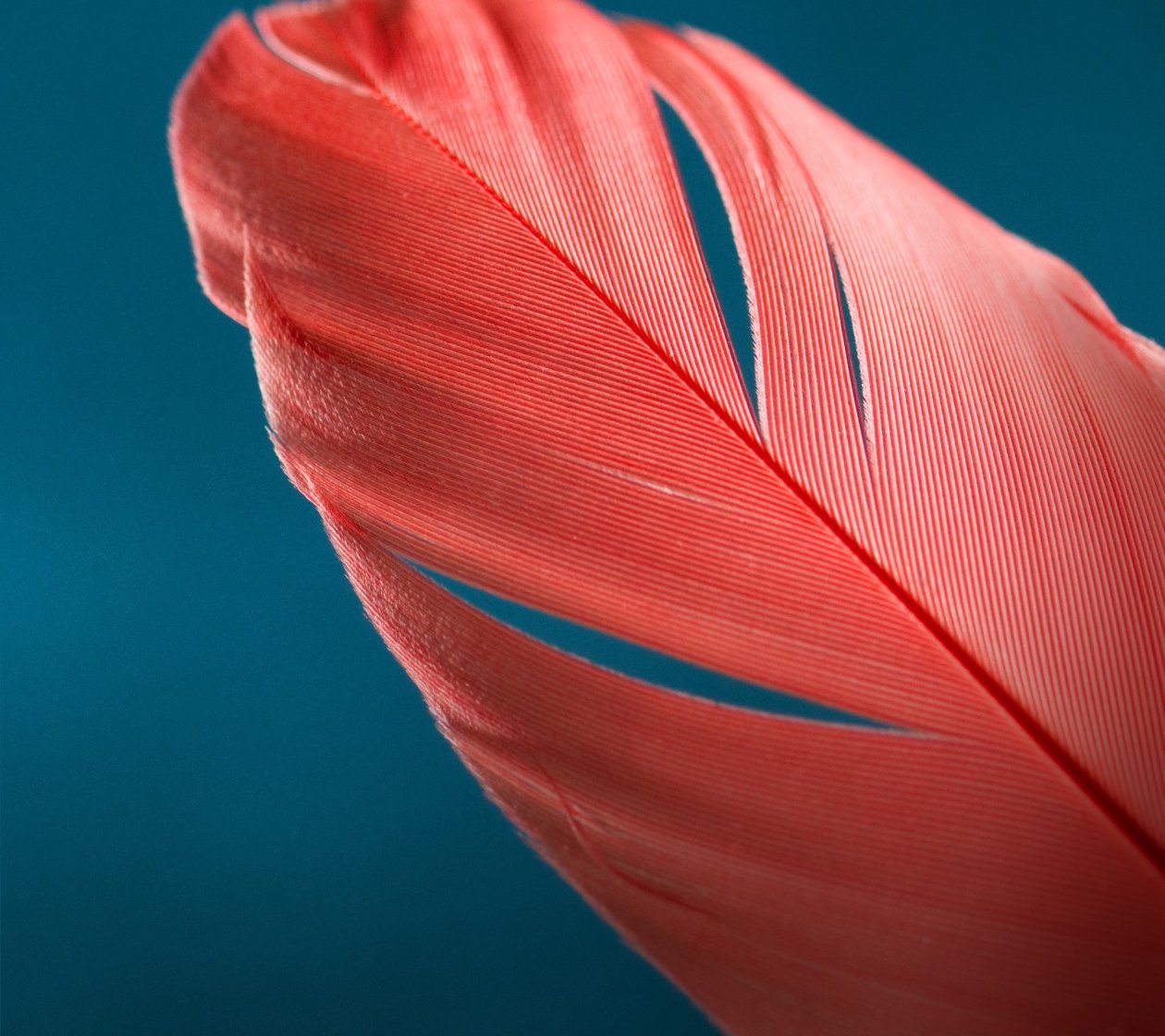 Feathers Macro