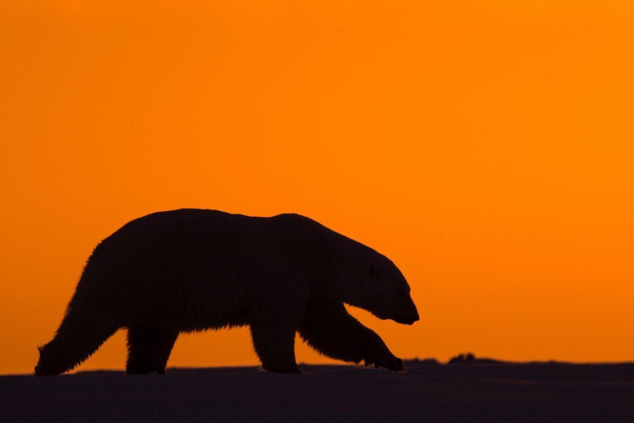 Polar Bear 2
