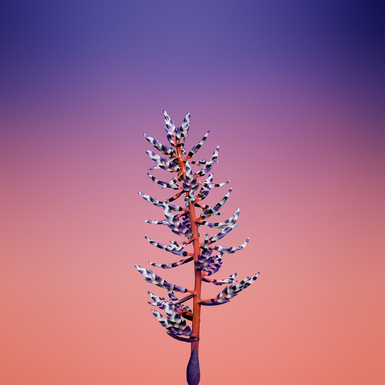 Ios 11 Flower Aechmea