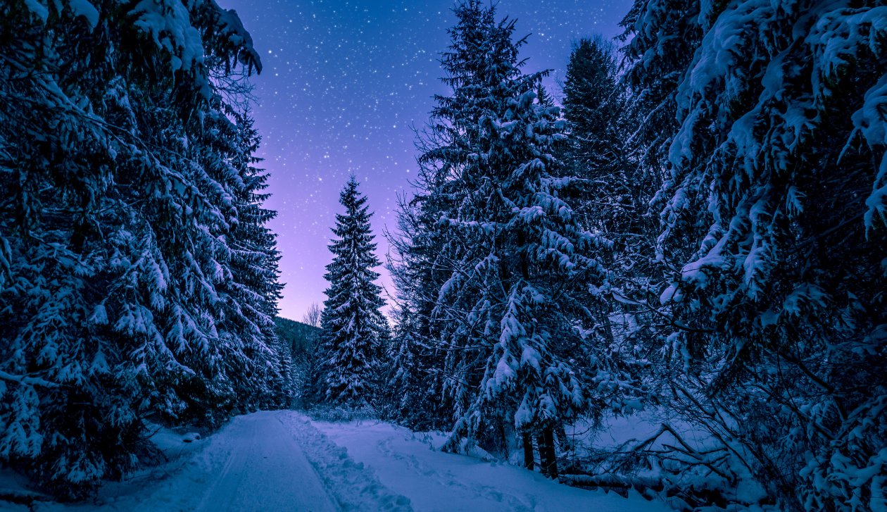 Trees Covered With Snow Freezing Forest Winter 5k
