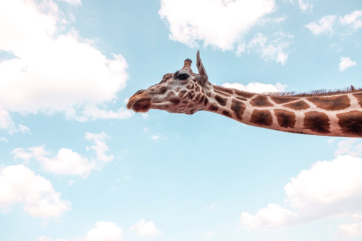Giraffe Under Blue Sky 5k
