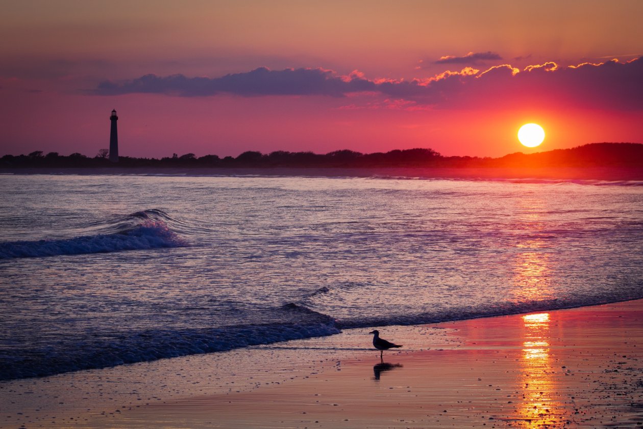 Bird Sea Shore Sunset 4k