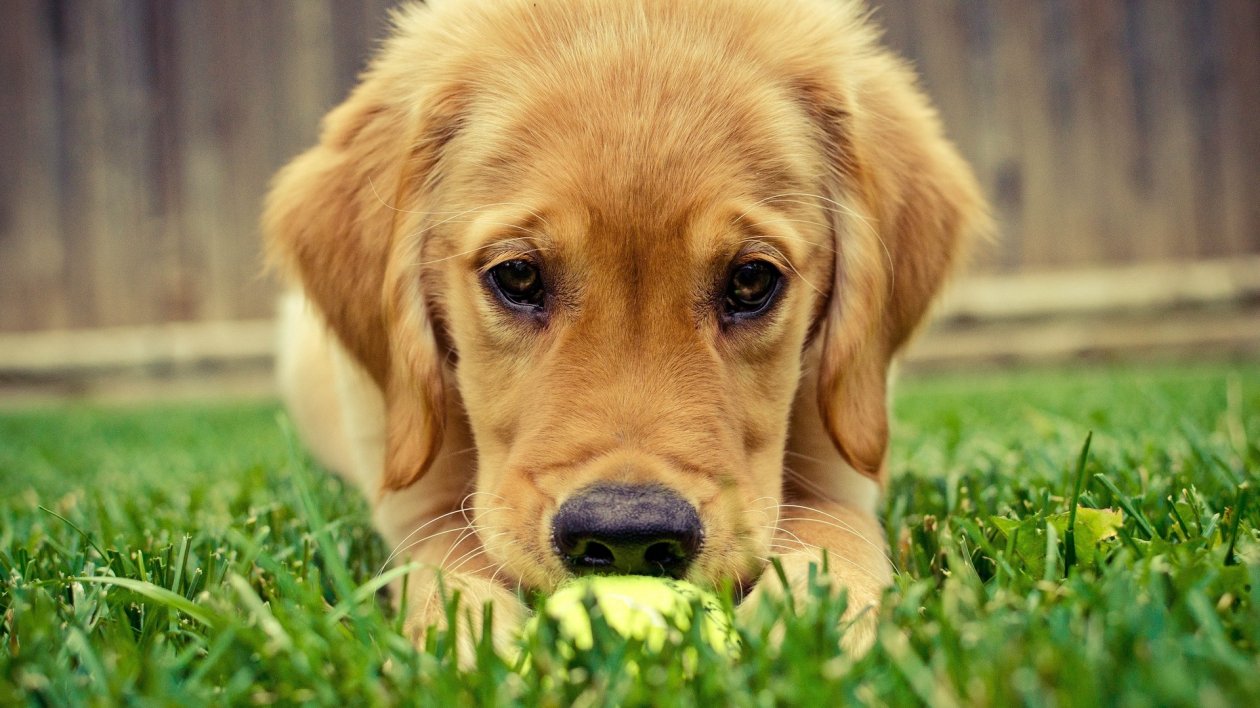 Cute Dog
