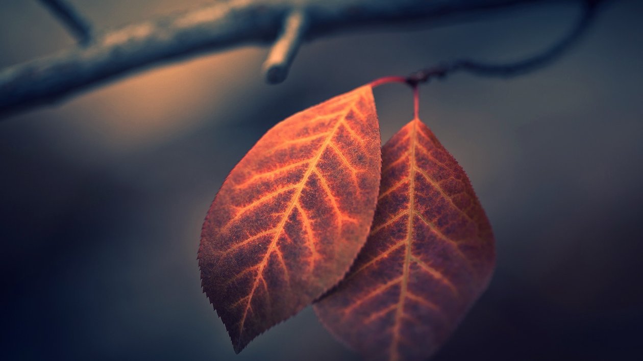 Leaves 2