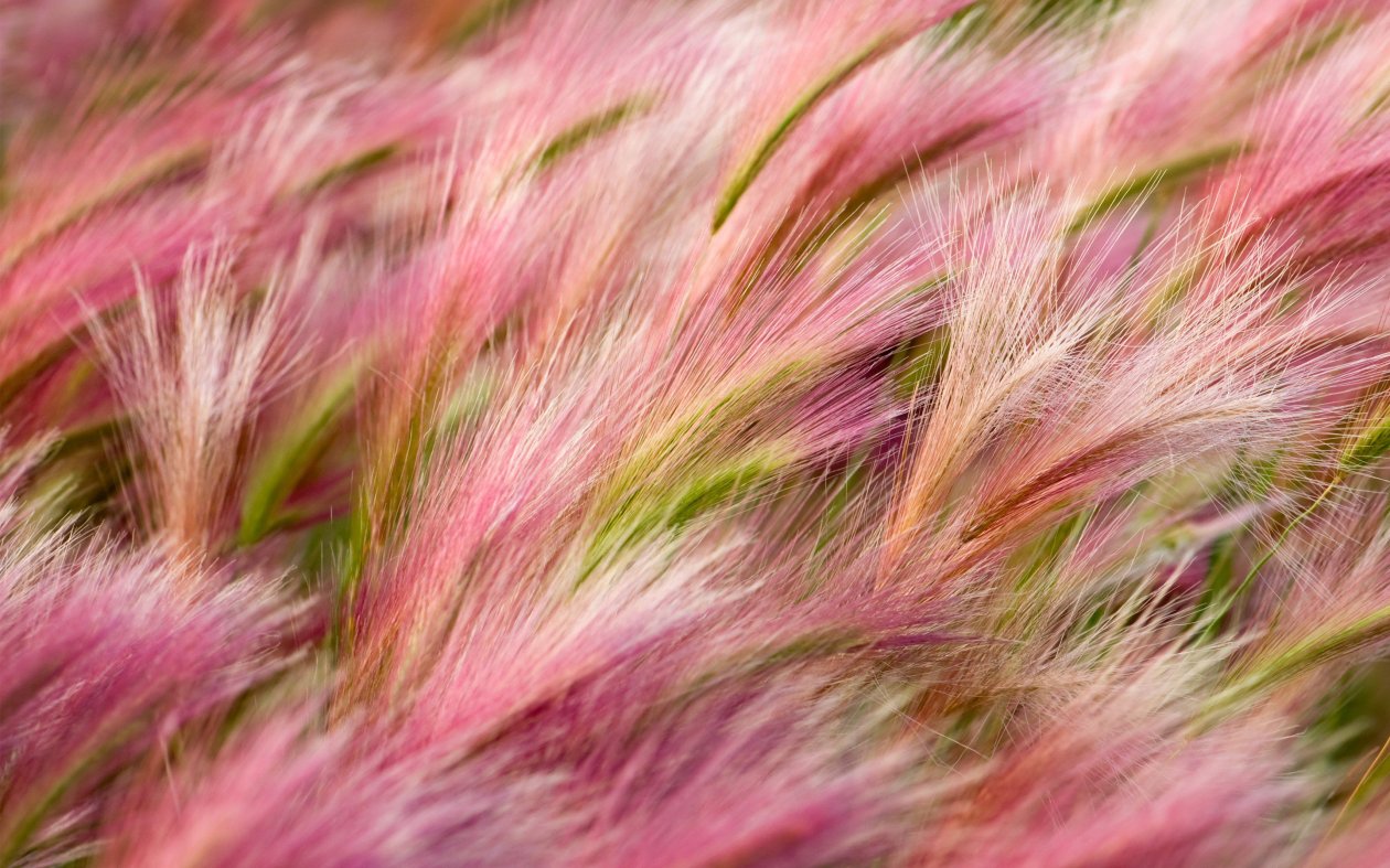 Foxtail Barley