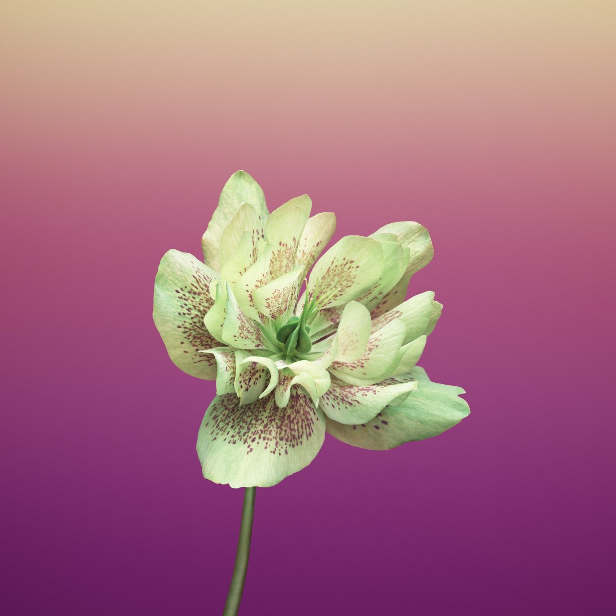 Ios 11 Flower Helleborus