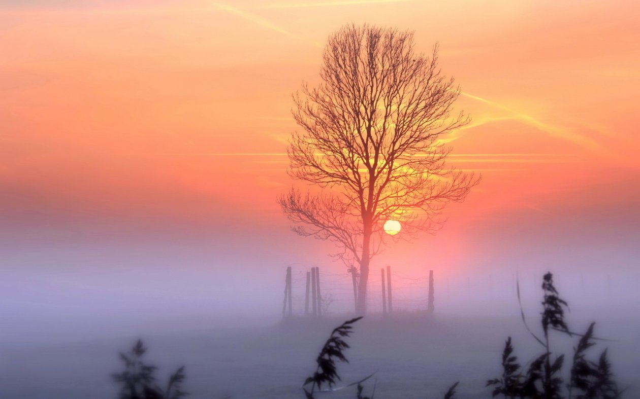 Sunset Tree