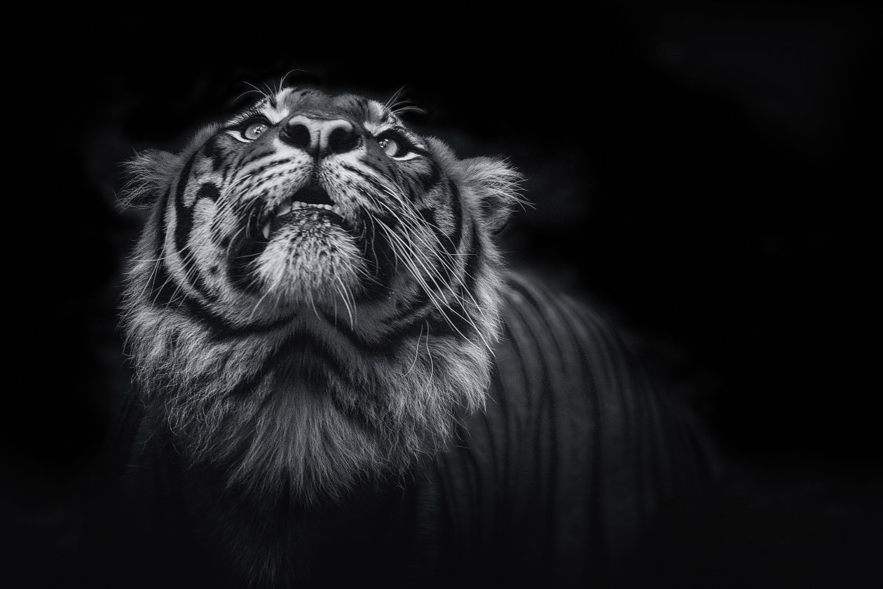 Tiger Monochrome 5k
