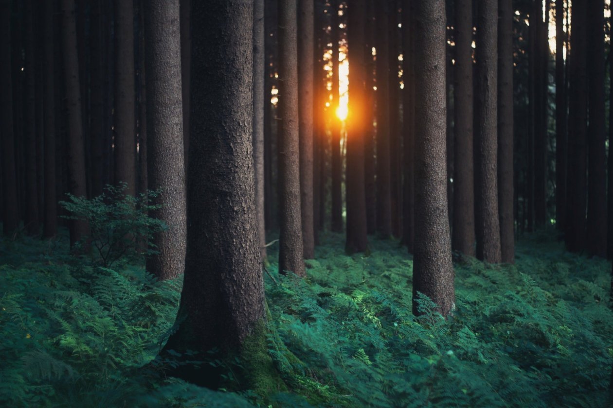Forest Photography