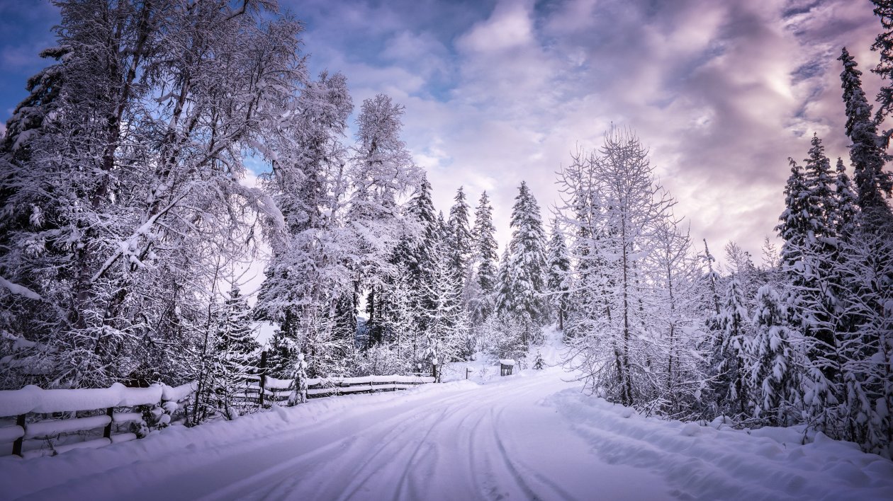 Winter Road Snow Trees White