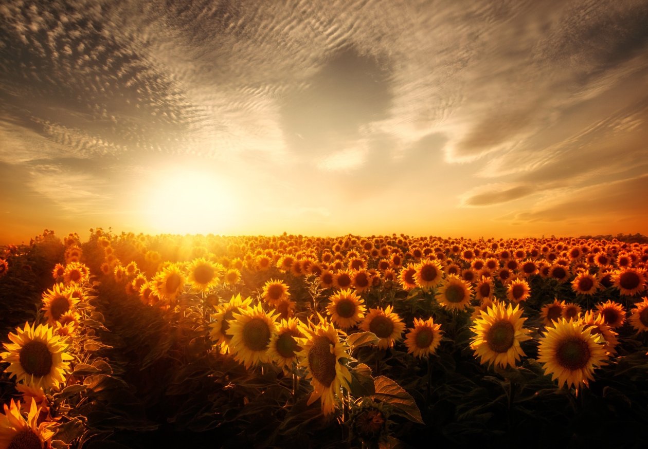 Sunflowers Sunset