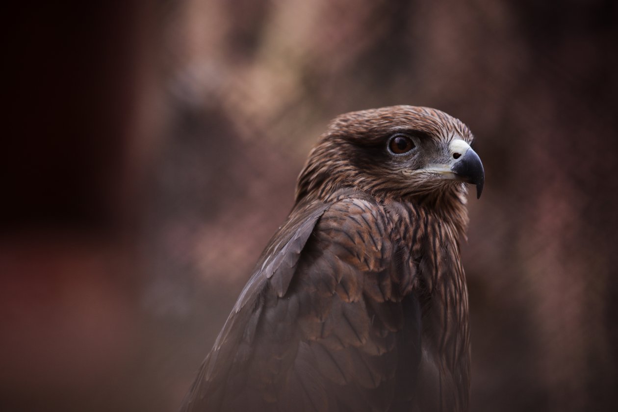 Hawk Bird Of Prey 5k