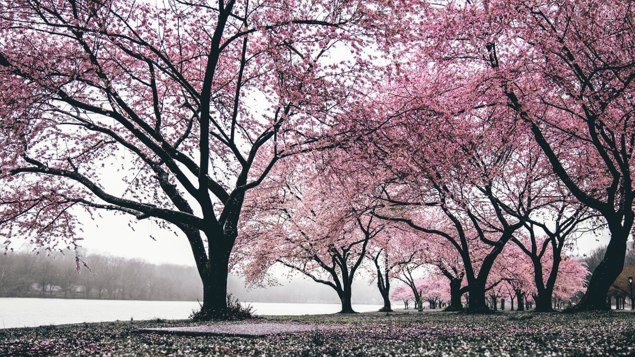 Cherry Blossoms Trees 4k